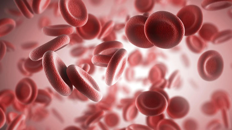 Globules sanguins